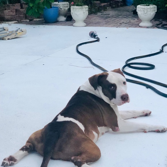 Meet your Posher, TJ - Picture 6 of 8